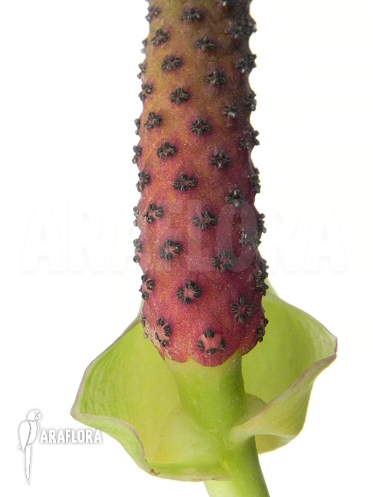 Anthurium species ‚Arrow‘