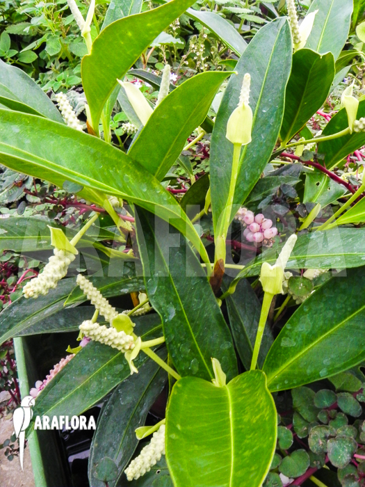 Anthurium obtusum ‚trinerve‘