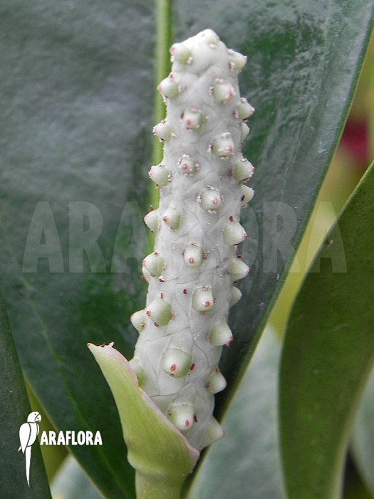 Anthurium obtusum ‚trinerve‘