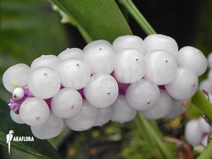 Anthurium obtusum ‚trinerve‘