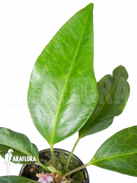 Anthurium obtusum ‚trinerve‘