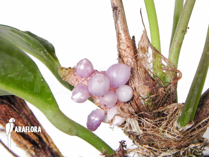 Anthurium obtusum ‚trinerve‘