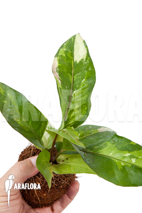 Anthurium variegated