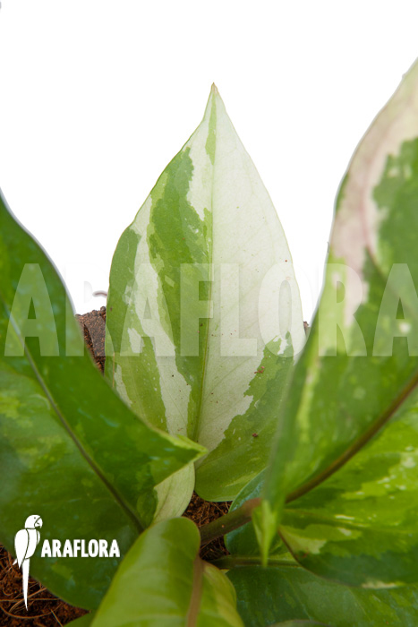 Anthurium variegated