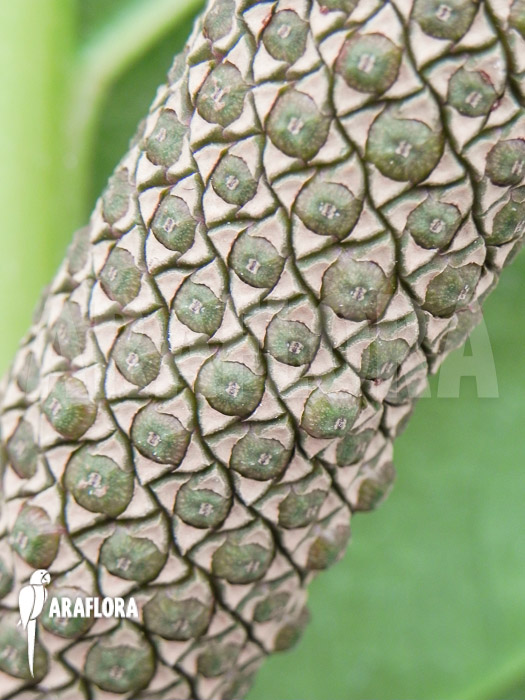 Anthurium x Jungle King