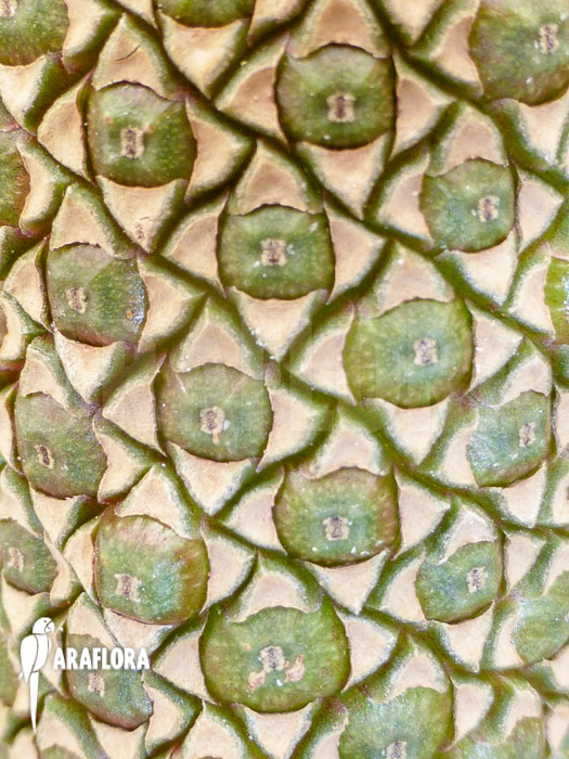 Anthurium x Jungle King