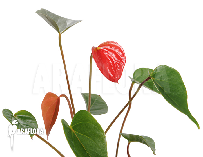 Anthurium Araflora Jungle