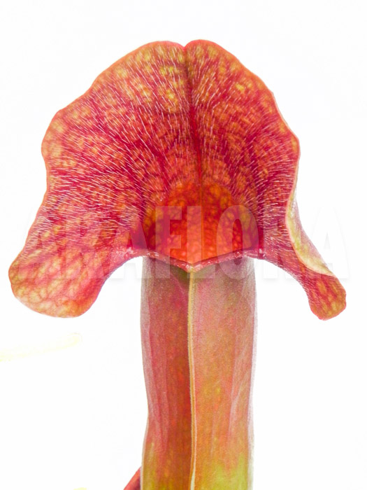 Araflora Carnivorous plant Starter package