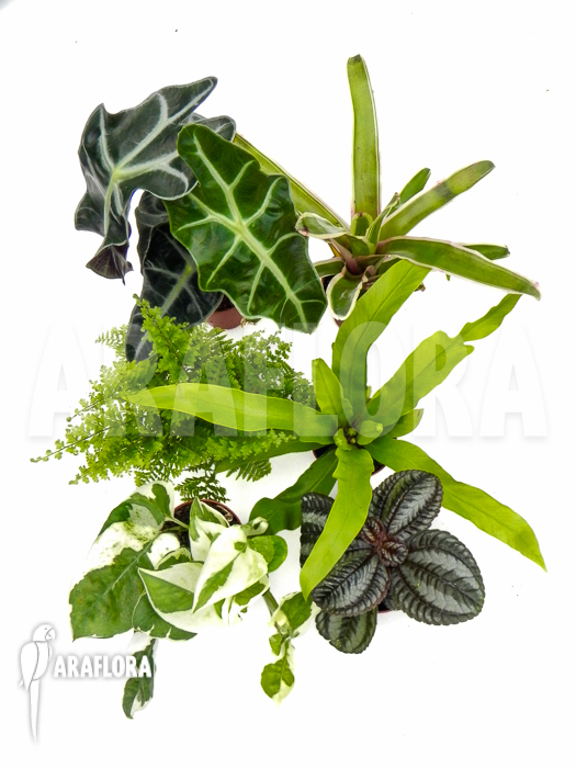 Araflora Terrarrium plant Starterpackage