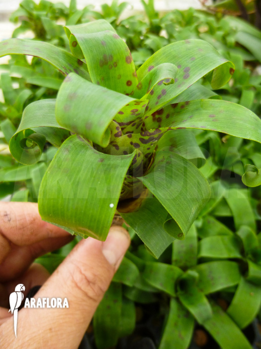 Araflora mini bromeliads package Vriesea racinae