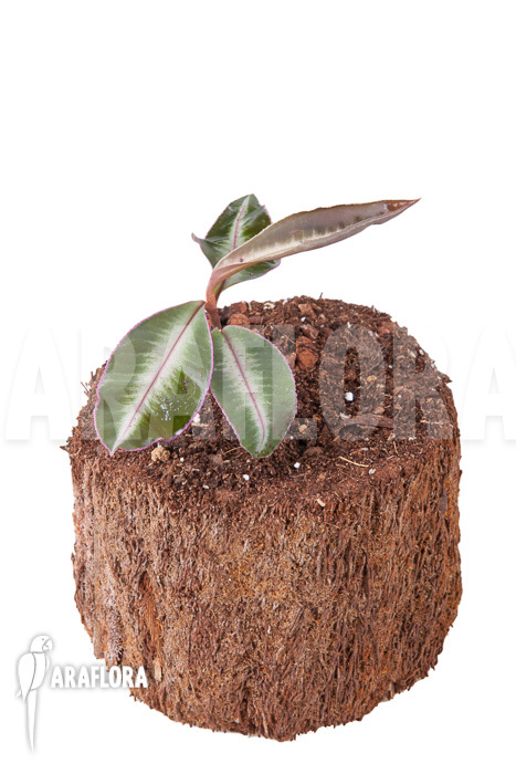 Ardisia sp Thailand‘ Lined‘