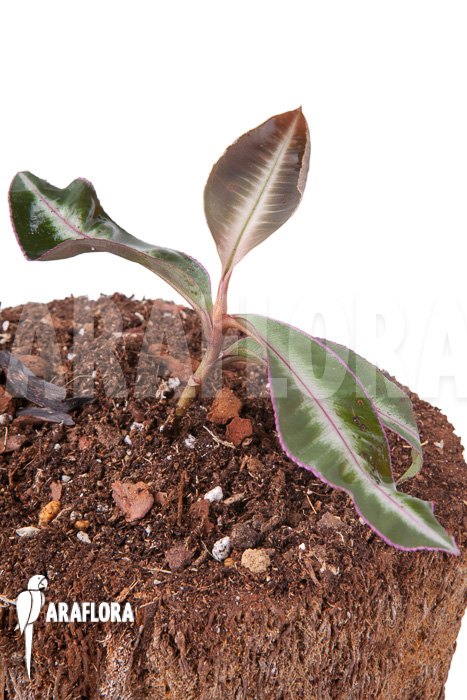 Ardisia sp Thailand‘ Lined‘