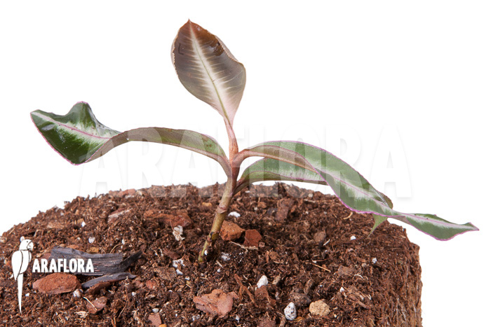 Ardisia sp Thailand‘ Lined‘