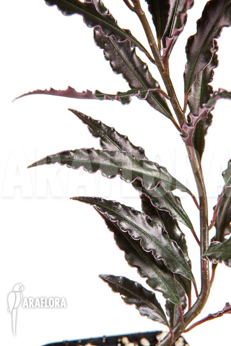 Ardisia sp ‚pink‘