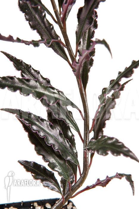 Ardisia sp ‚pink‘