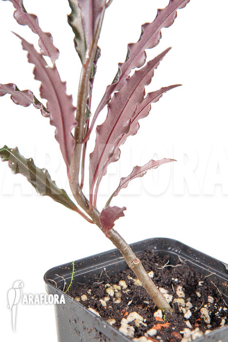 Ardisia sp ‚pink‘