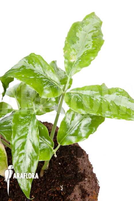 Arisaema filiforme ‚Borneo‘