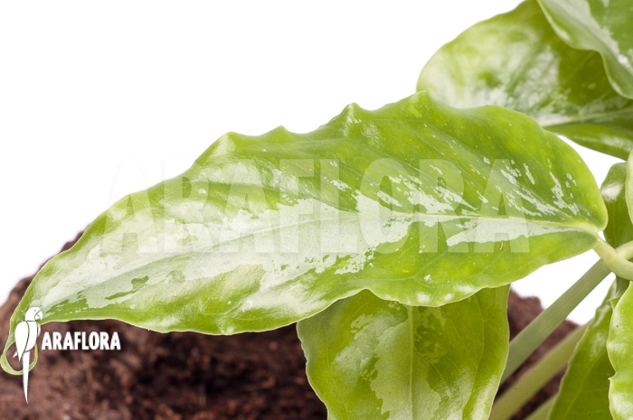 Arisaema filiforme ‚Borneo‘