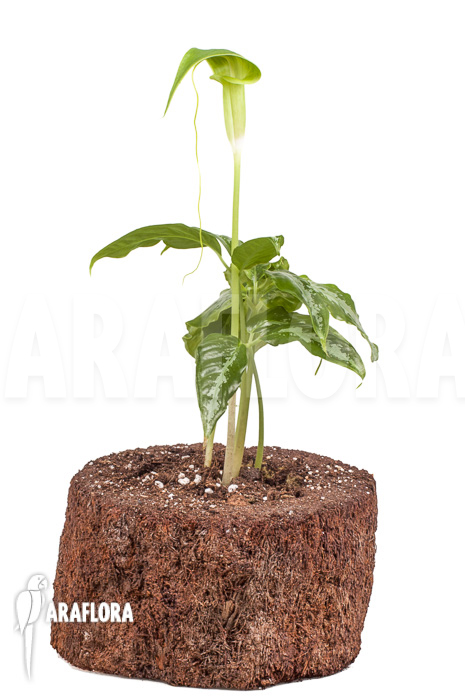 Arisaema filiforme ‚Borneo‘