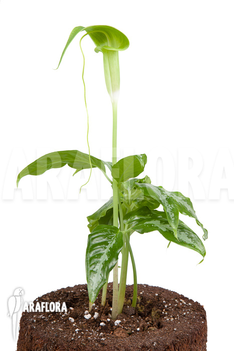 Arisaema filiforme ‚Borneo‘