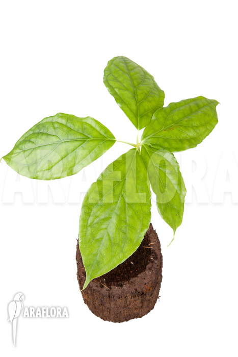 Arisaema filiforme ‚Java‘