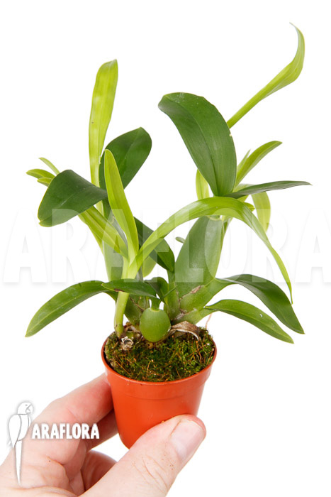 Aspasia lunata ‚M‘