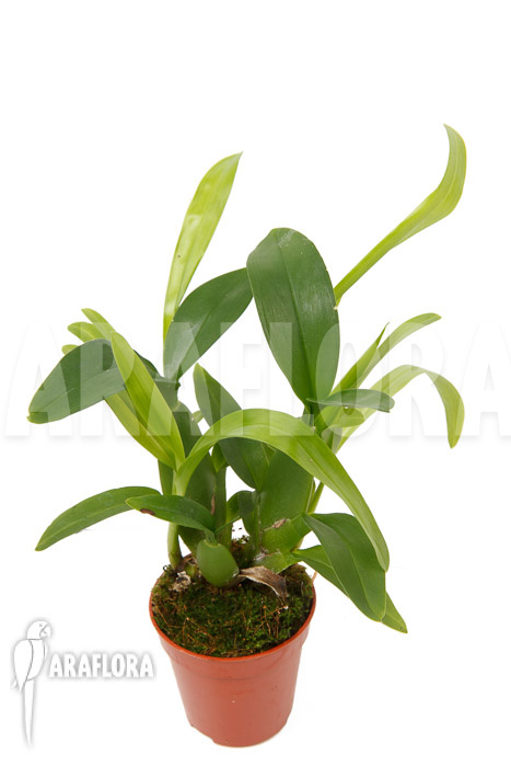 Aspasia lunata ‚M‘