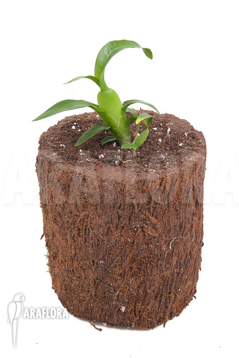 Aspasia lunata ’starter‘