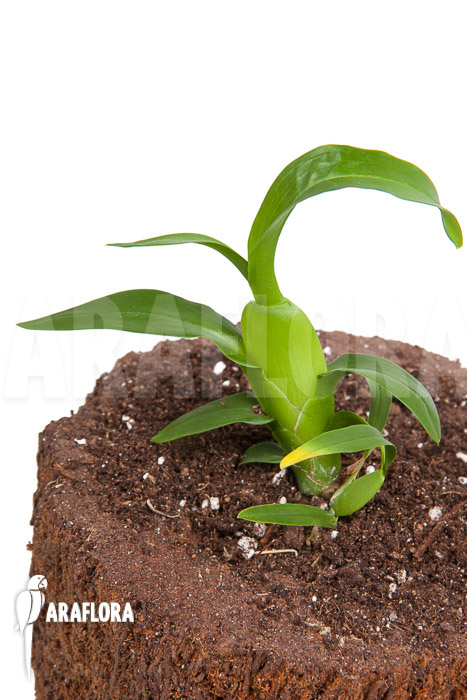 Aspasia lunata ’starter‘