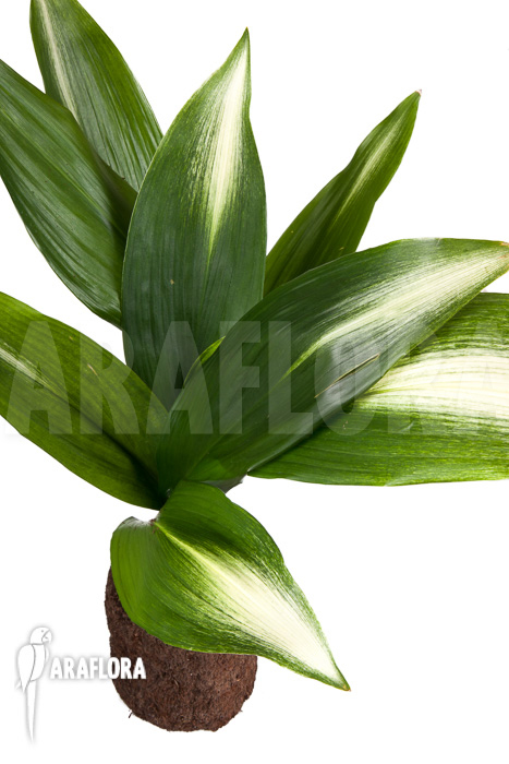 Aspidistra eliator
