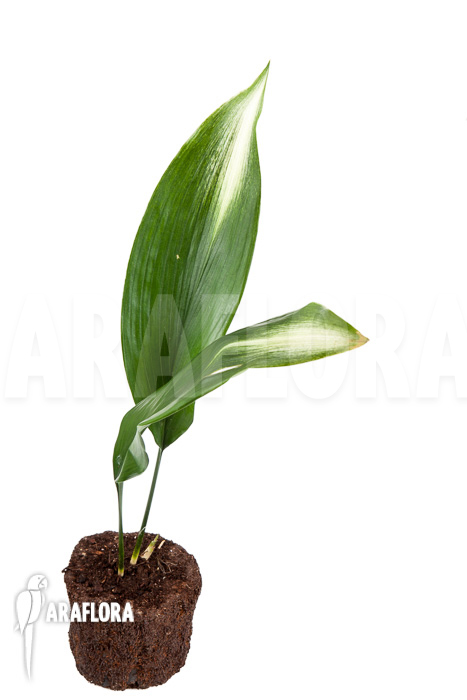 Aspidistra eliator ‚S‘