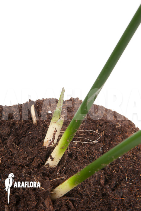 Aspidistra eliator ‚S‘