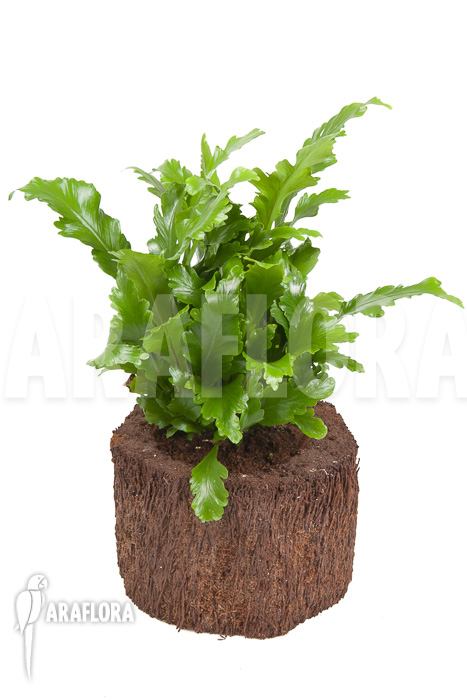 Asplenium nidus ‚Campio‘