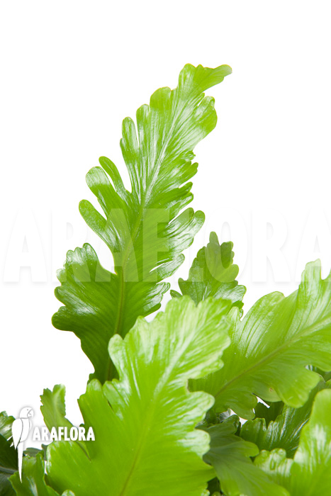 Asplenium nidus ‚Campio‘