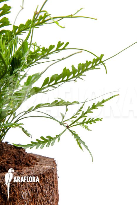 Asplenium x kenzoi L