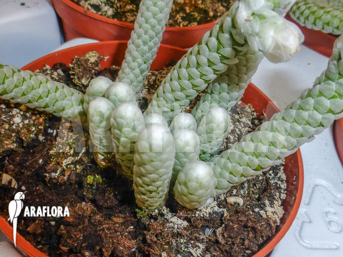 Avonia papyracea ssp namaensis