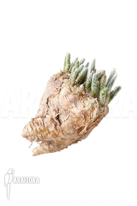 Avonia quinaria ‚S‘