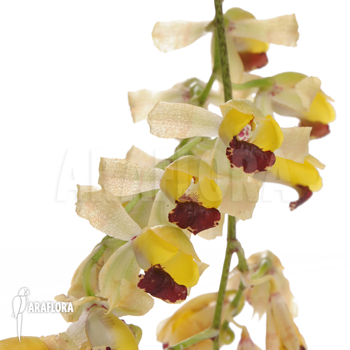 Baptistonia echinata