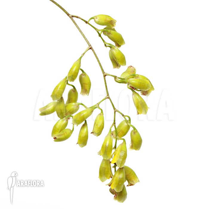 Baptistonia echinata