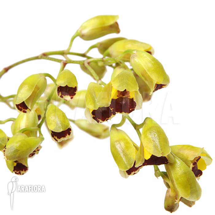 Baptistonia echinata