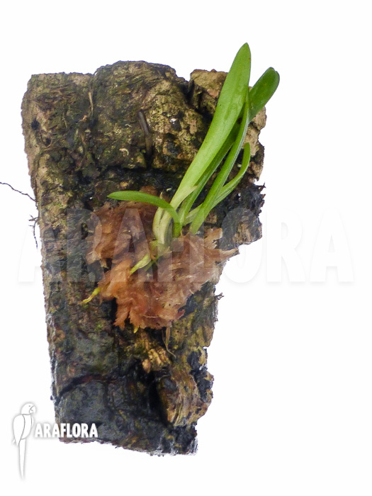 Barbosella cucullata