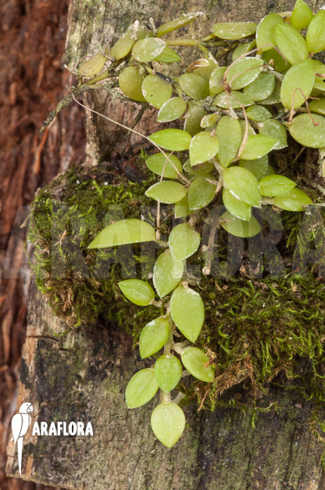 Barbosella gardneri ‚Starter‘