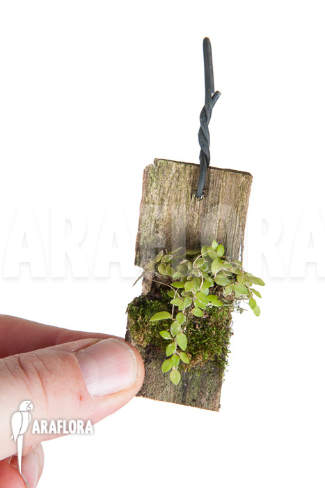 Barbosella gardneri ‚Starter‘