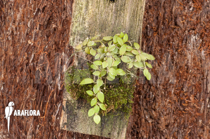 Barbosella gardneri ‚Starter‘