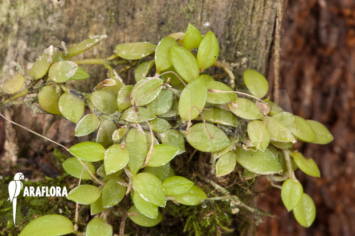 Barbosella gardneri ‚Starter‘