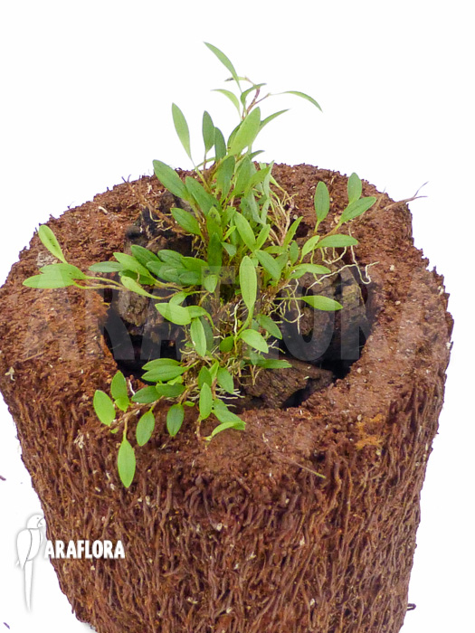 Barbosella species K01