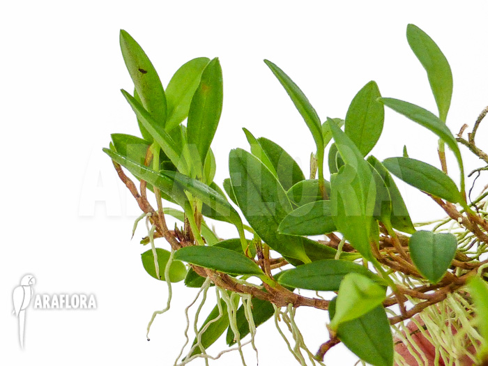 Barbosella species K01