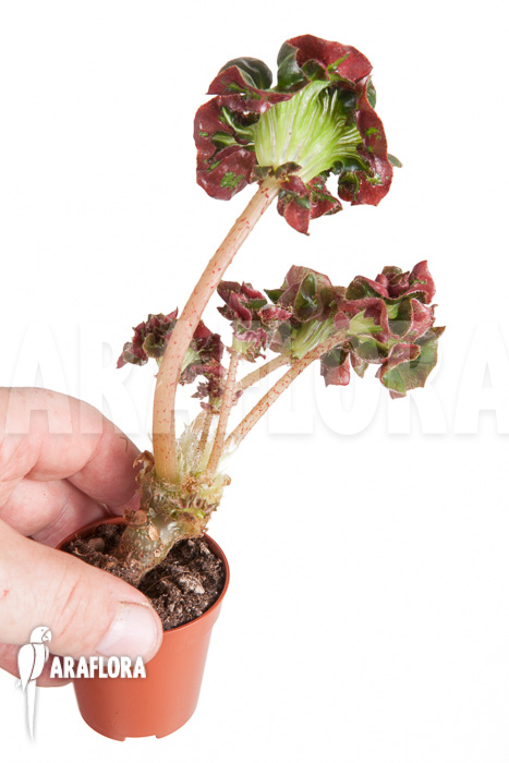 Begonia ‚Cathedral‘ ‚Starter‘