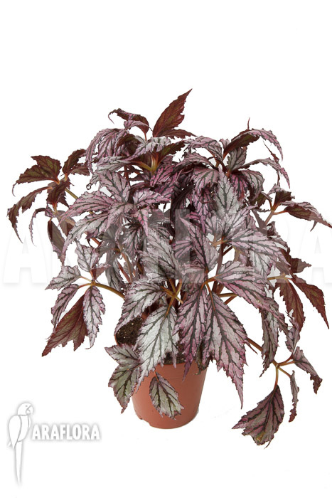 Begonia ‚Supernova‘