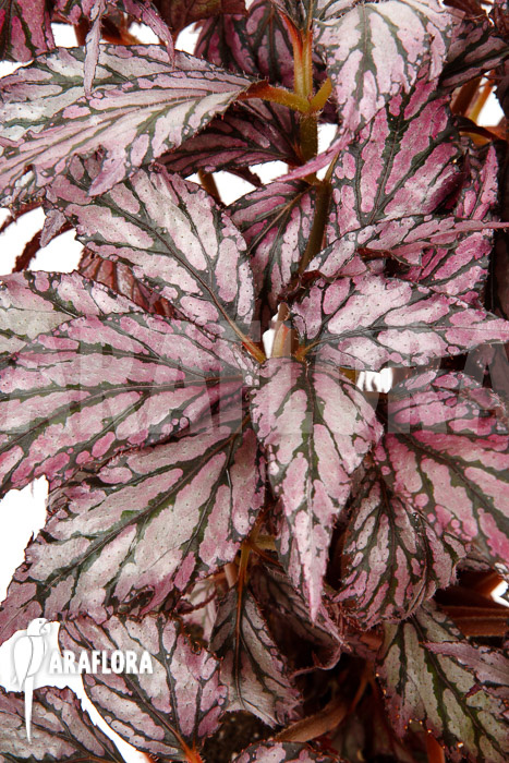 Begonia ‚Supernova‘